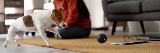 Gadgets para mascotas