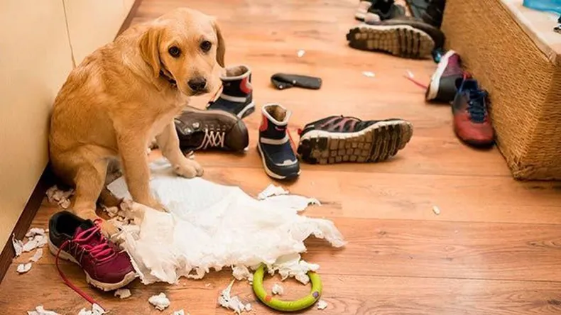 Ansiedad por separación en perros y gatos: Cómo ayudar a tu mascota a estar tranquila cuando no estás en casa