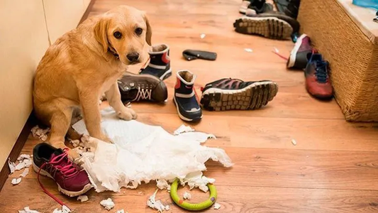 Ansiedad por separación en perros y gatos: Cómo ayudar a tu mascota a estar tranquila cuando no estás en casa
