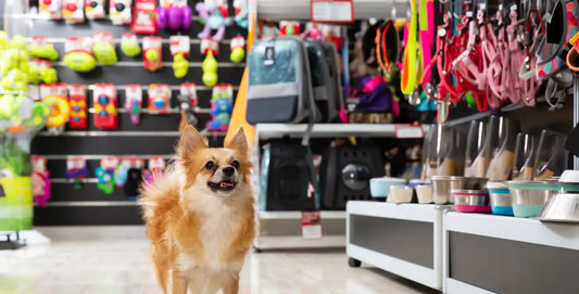 Accesorios para mascotas que serán tendencia en Colombia