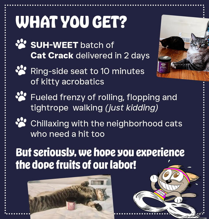 Hierba gatera Cat Crack Catnip natural estimulante gatos 1 taza